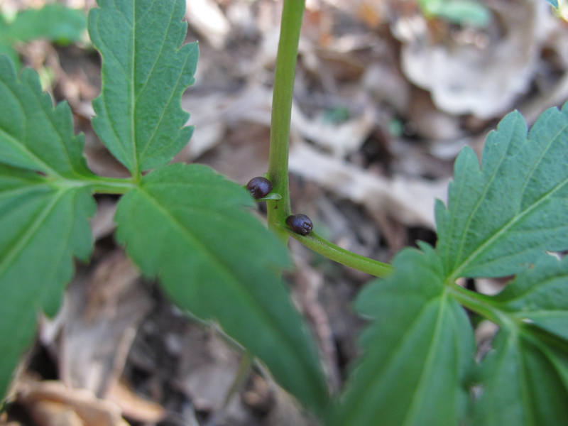 Pianta con bulbi ascellari - Cardamine bulbifera