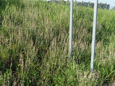 Dalla primavera al Polo Nord - 1/2 - Asphodelus fistulosus