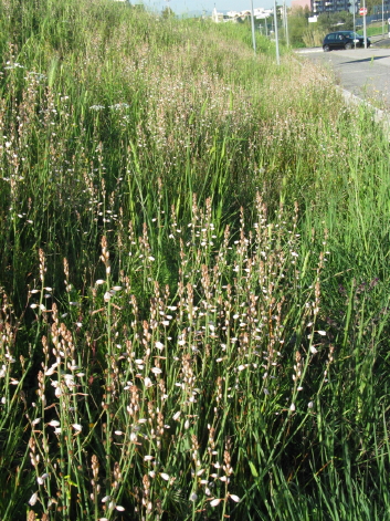 Dalla primavera al Polo Nord - 1/2 - Asphodelus fistulosus