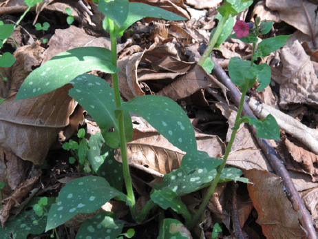 Pulmonaria hirta / Polmonaria chiazzata