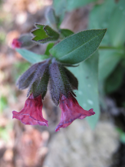 Pulmonaria hirta / Polmonaria chiazzata