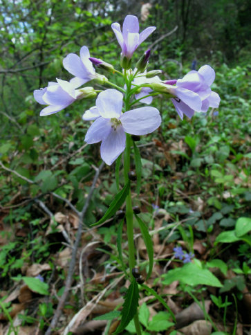 Pianta con bulbi ascellari - Cardamine bulbifera