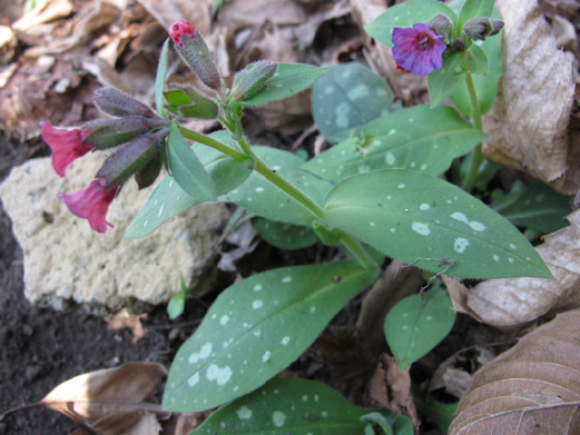 Pulmonaria hirta / Polmonaria chiazzata