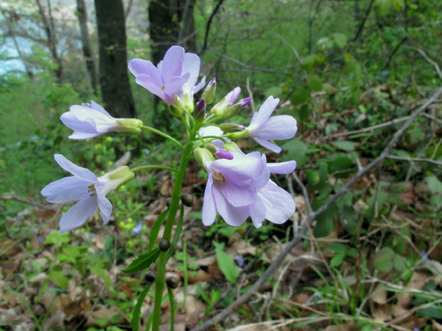 Pianta con bulbi ascellari - Cardamine bulbifera