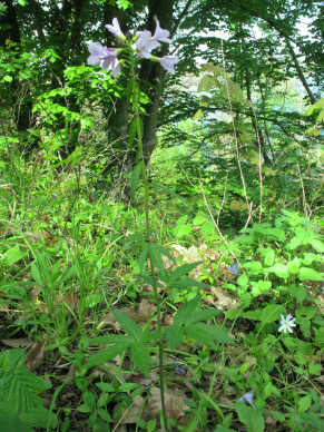 Pianta con bulbi ascellari - Cardamine bulbifera