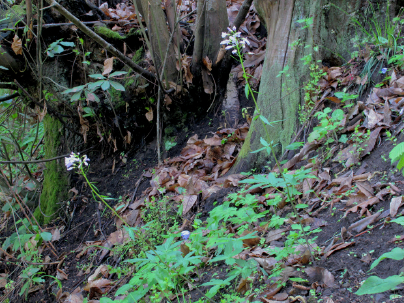 Pianta con bulbi ascellari - Cardamine bulbifera