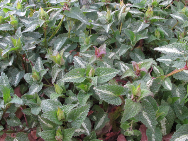 Lamium maculatum (e L. purpureum)