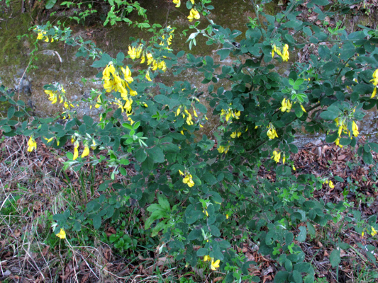 Cytisus villosus Pourr.