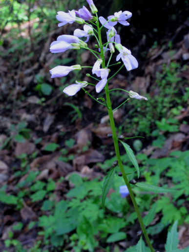 Pianta con bulbi ascellari - Cardamine bulbifera