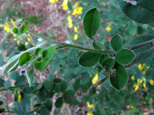 Cytisus villosus Pourr.