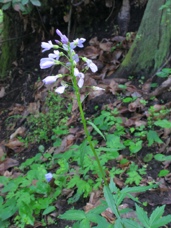 Pianta con bulbi ascellari - Cardamine bulbifera