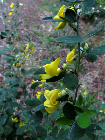 Cytisus villosus Pourr.