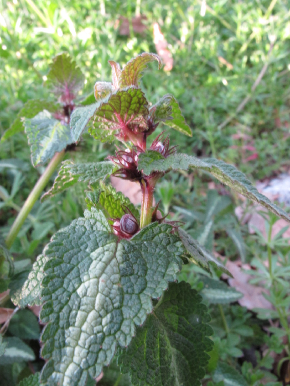 Lamium maculatum (e L. purpureum)