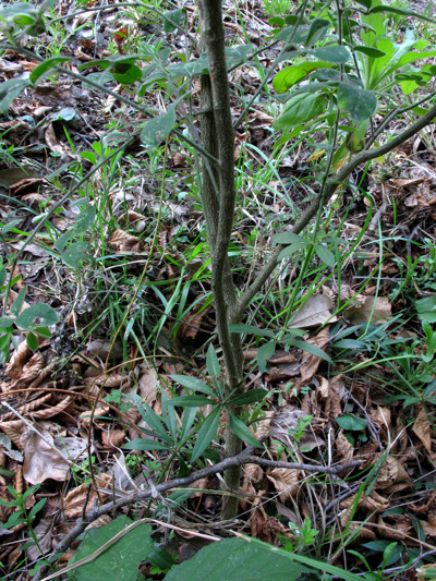 Cytisus villosus Pourr.