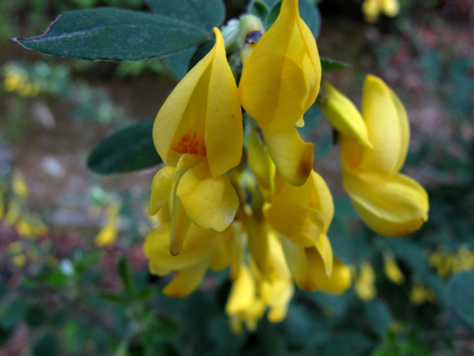 Cytisus villosus Pourr.