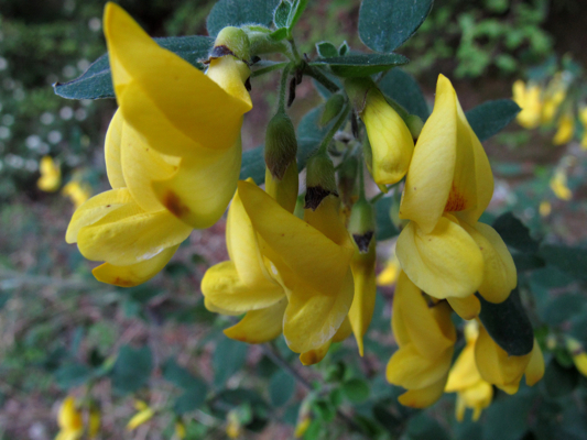 Cytisus villosus Pourr.