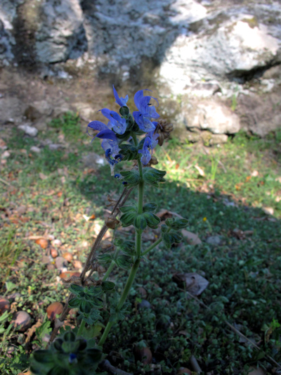 Salvia clandestina