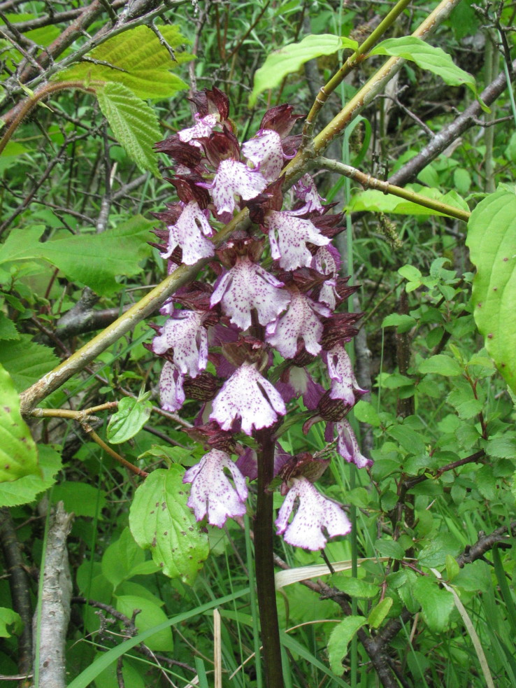 Orchis_purpurea: variazioni sul tema