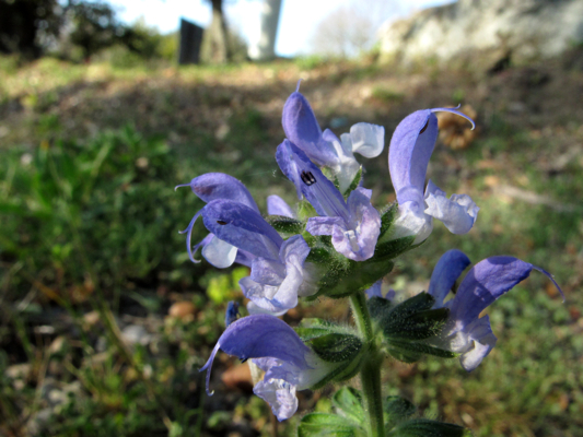 Salvia clandestina