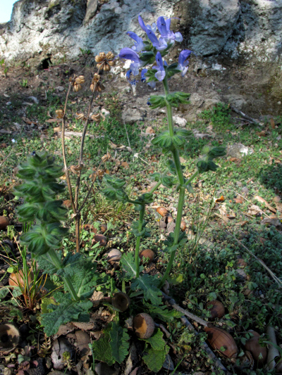 Salvia clandestina