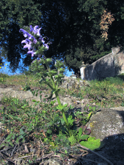 Salvia clandestina