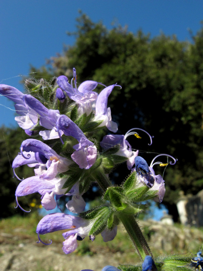 Salvia clandestina