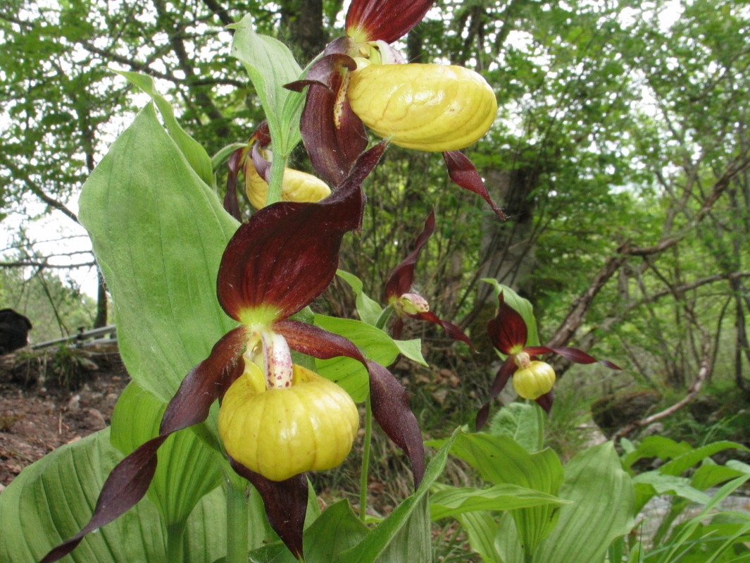 Cypripedium calceolus