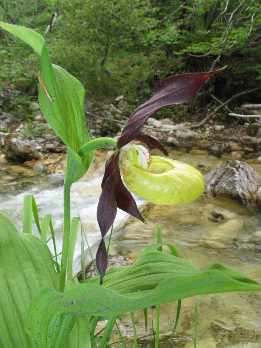 Cypripedium calceolus