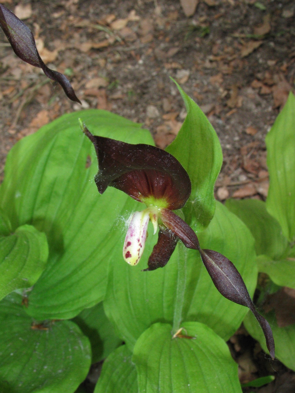 Cypripedium calceolus