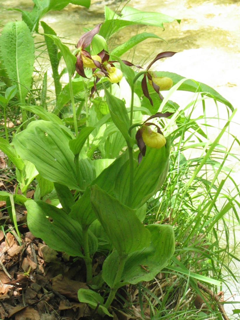 Cypripedium calceolus