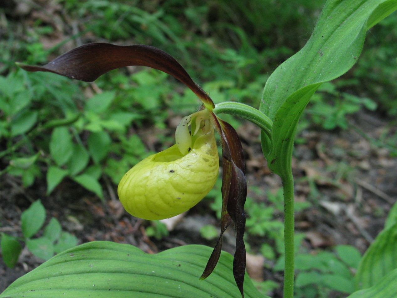 Cypripedium calceolus