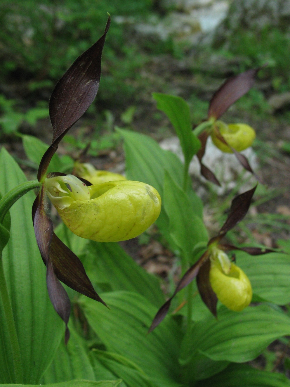 Cypripedium calceolus