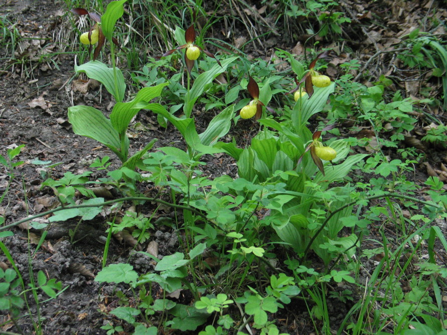 Cypripedium calceolus