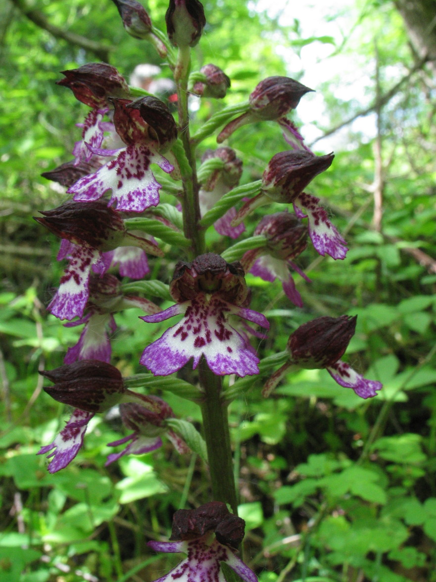 Orchis_purpurea: variazioni sul tema