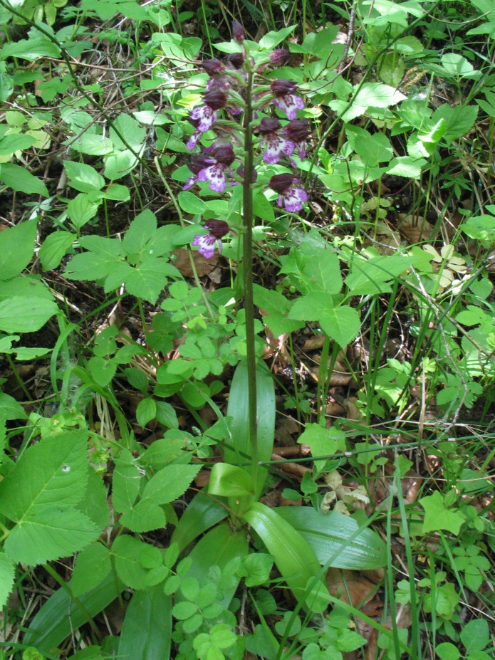 Orchis_purpurea: variazioni sul tema