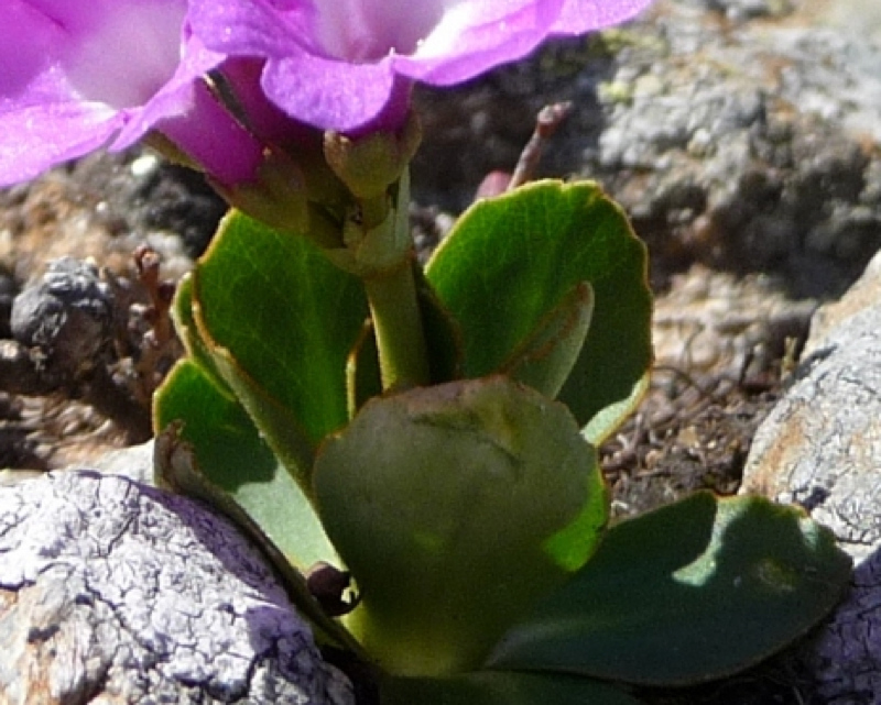 Primula pedemontana / Primula piemontese