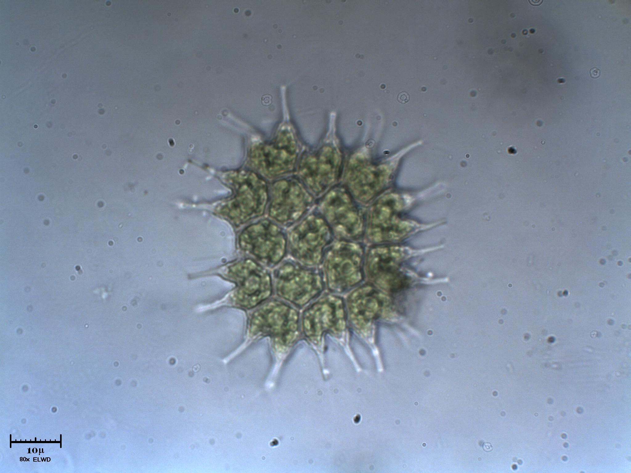 Pediastrum pi 