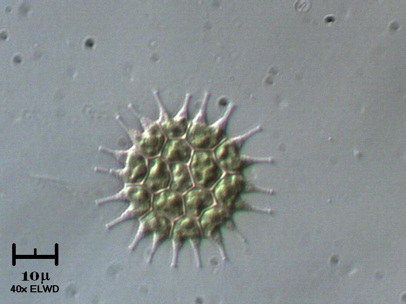 Pediastrum boryanum