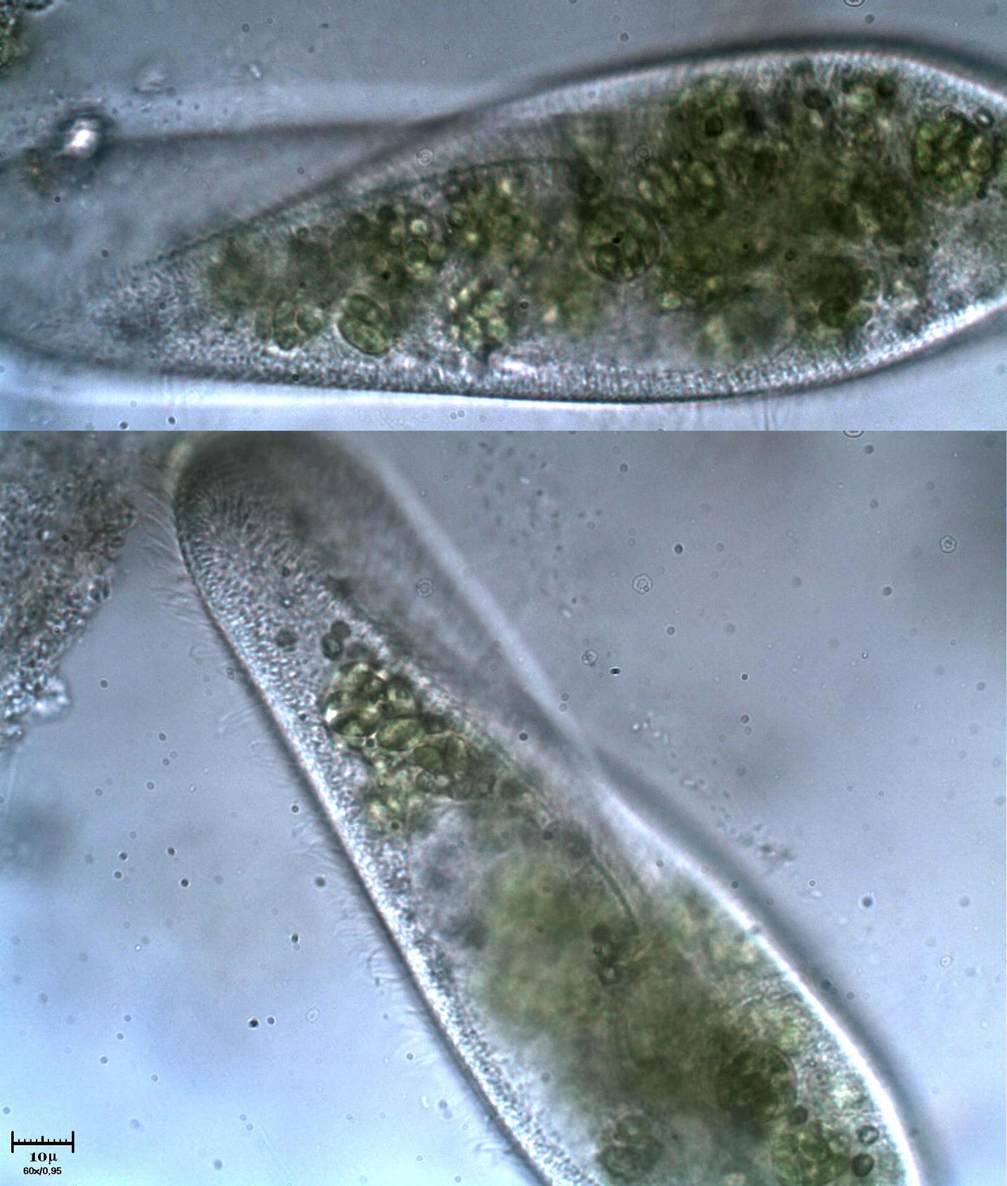 Paramecium