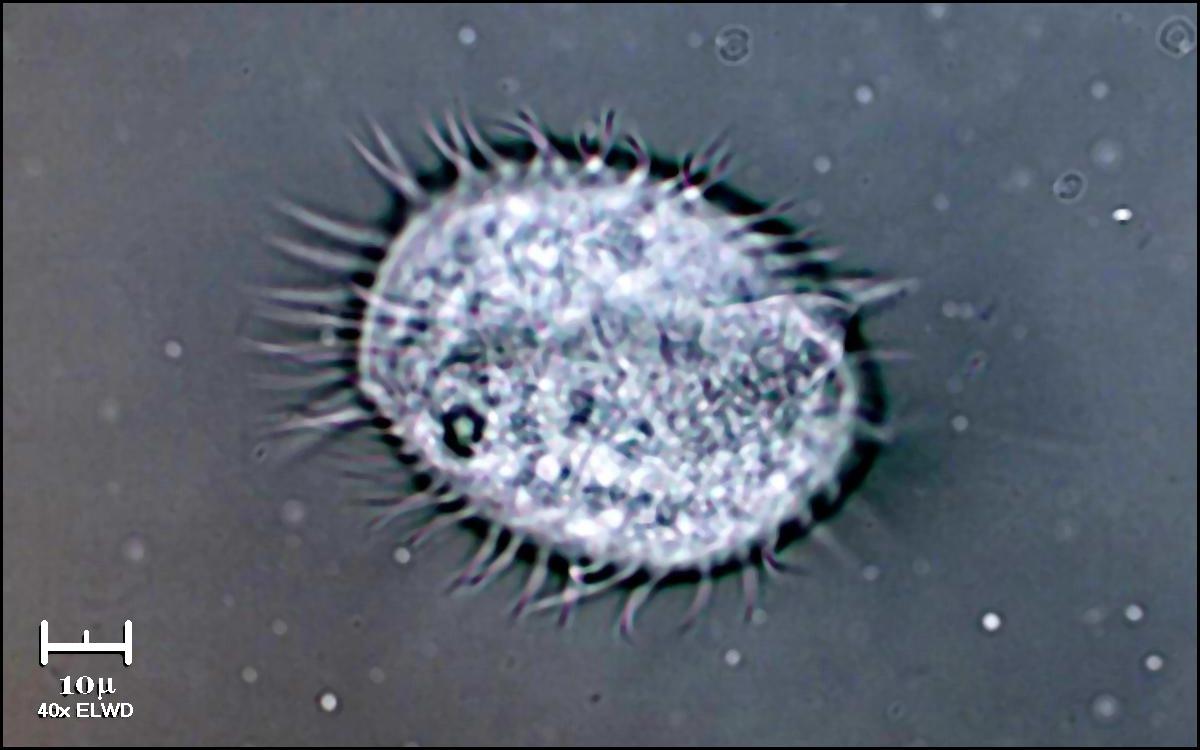 Cilia 