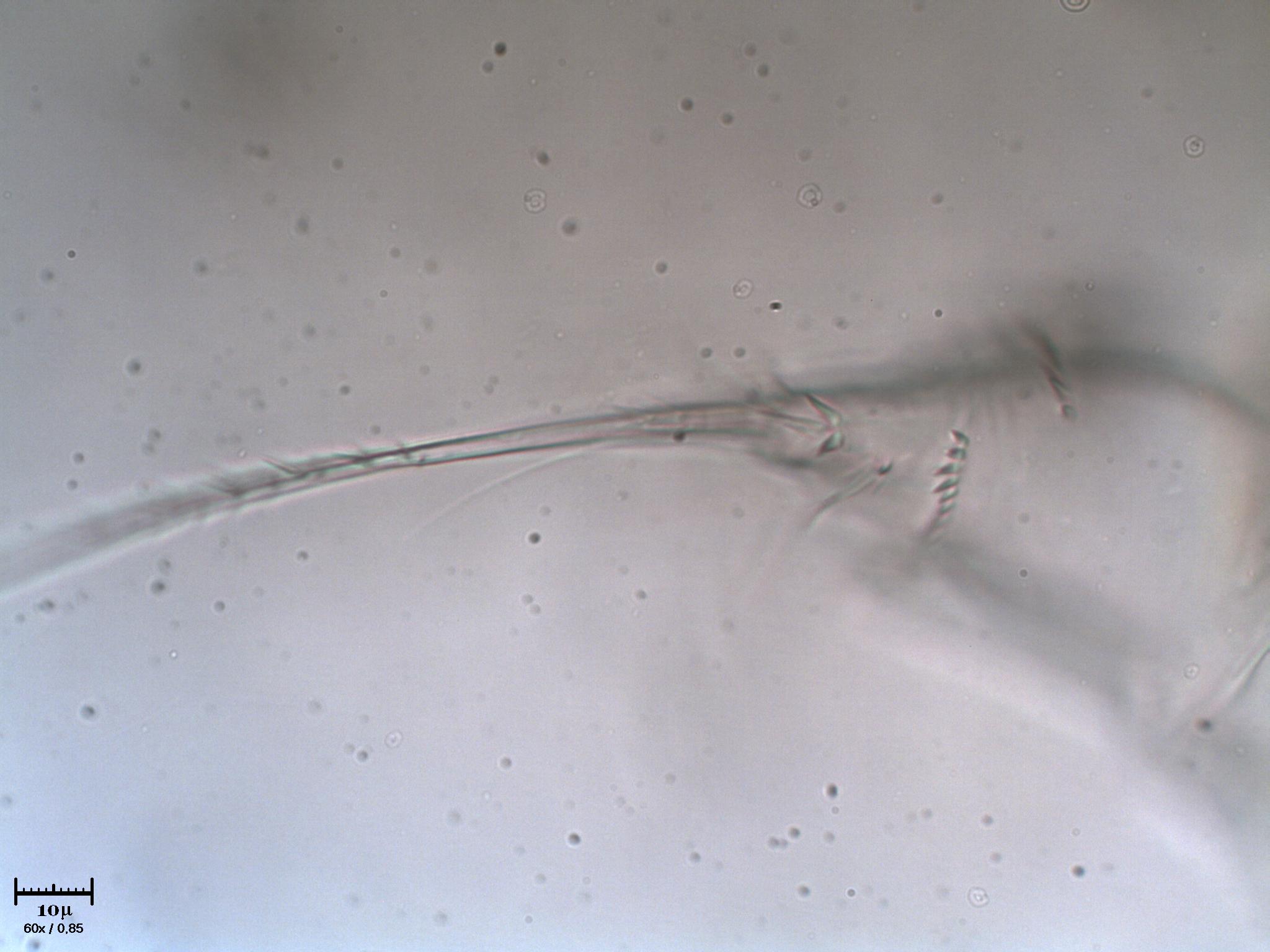 Ex Copepode