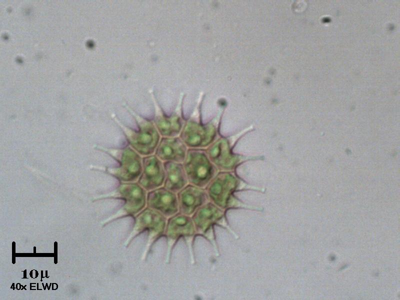 Pediastrum boryanum