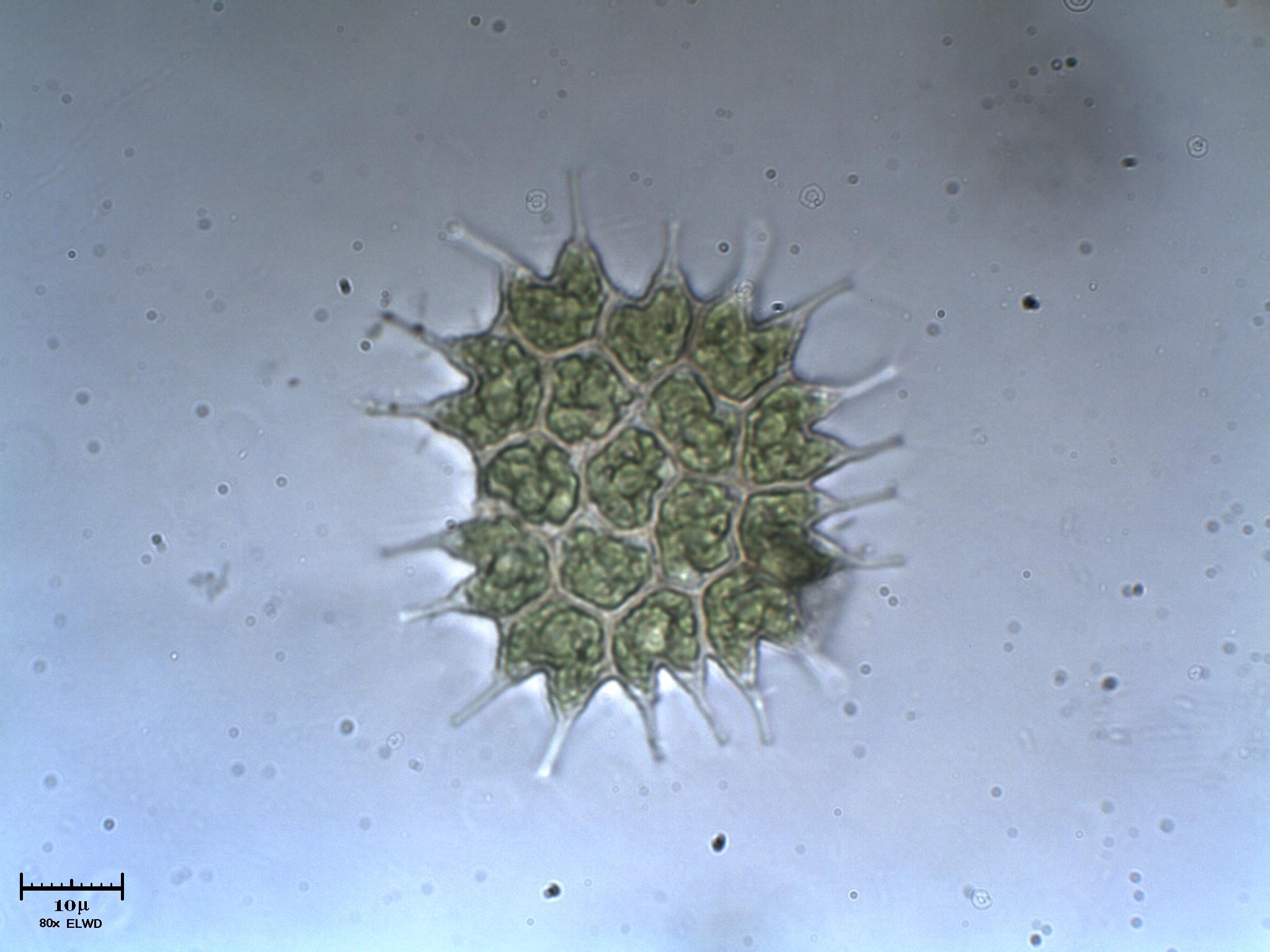 Pediastrum pi 