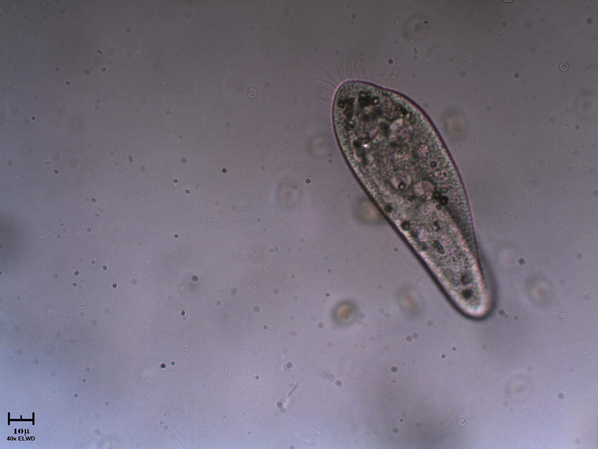 Paramecium