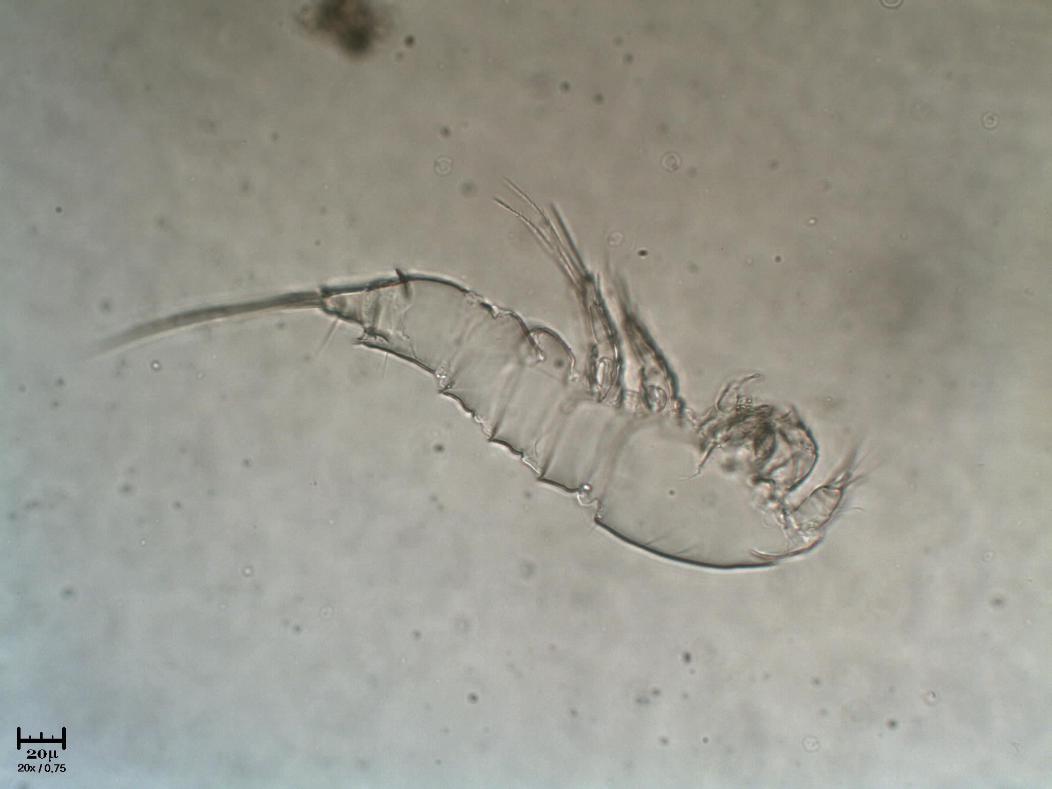 Ex Copepode