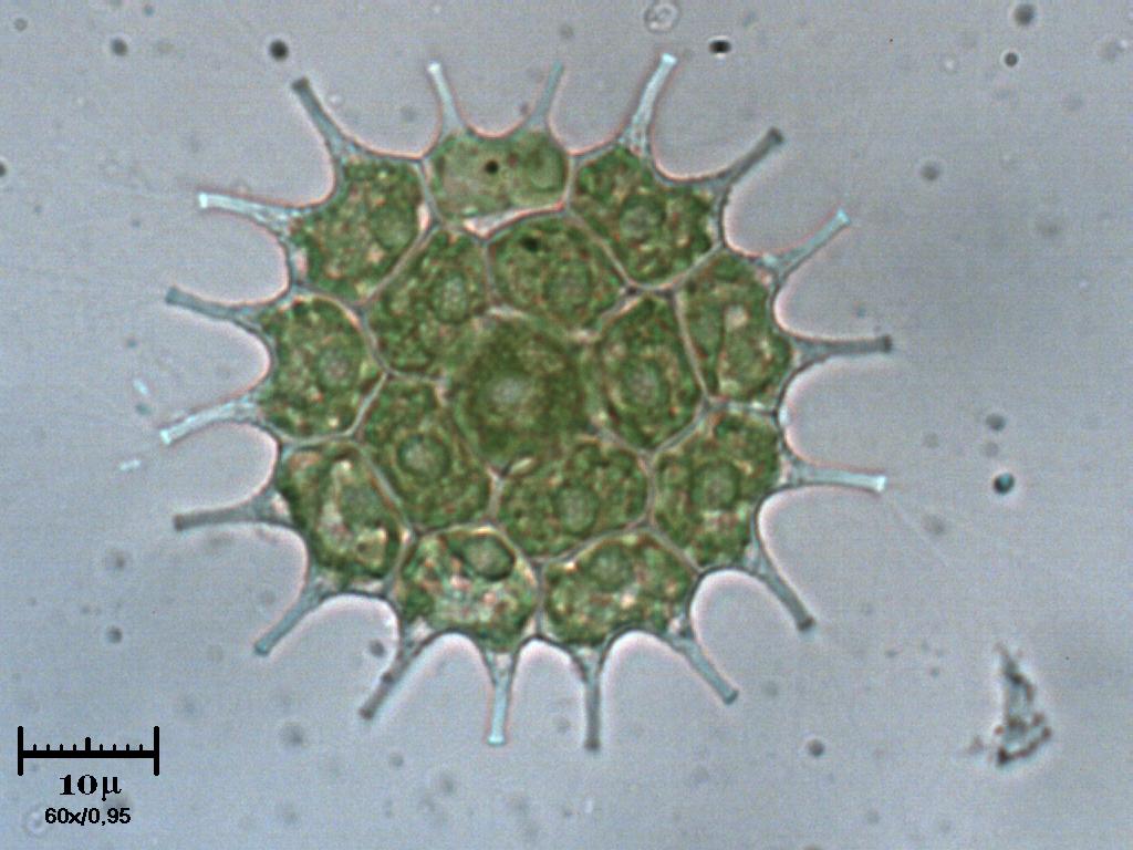 Pediastrum boryanum