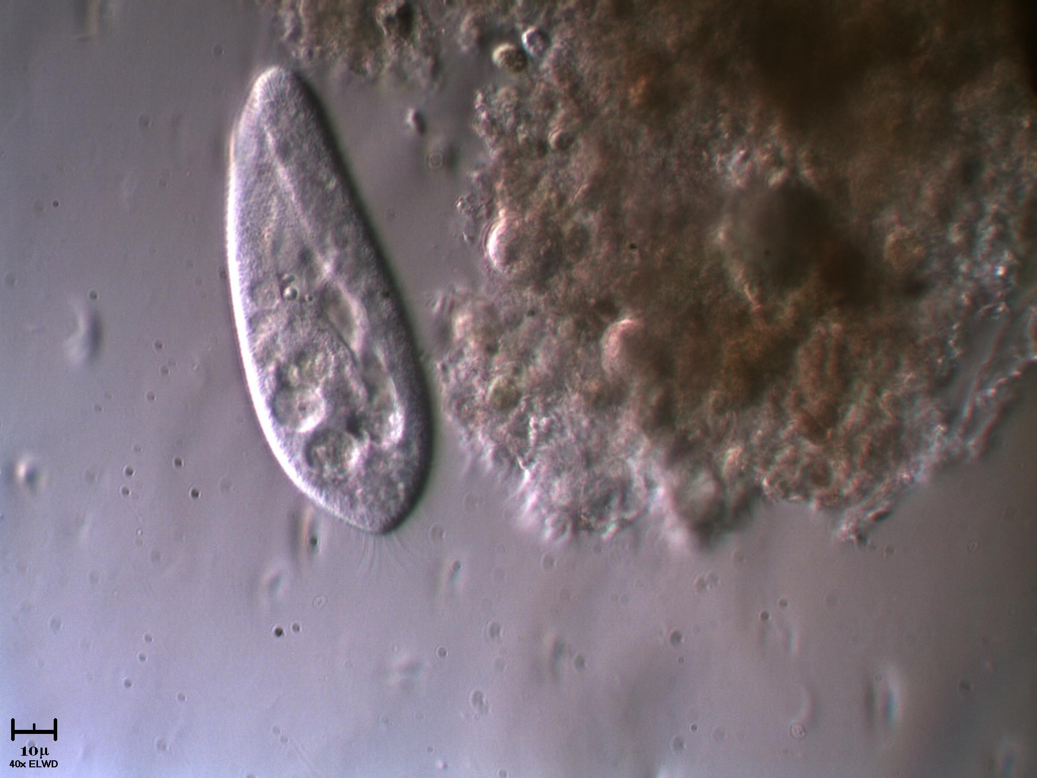 Paramecium