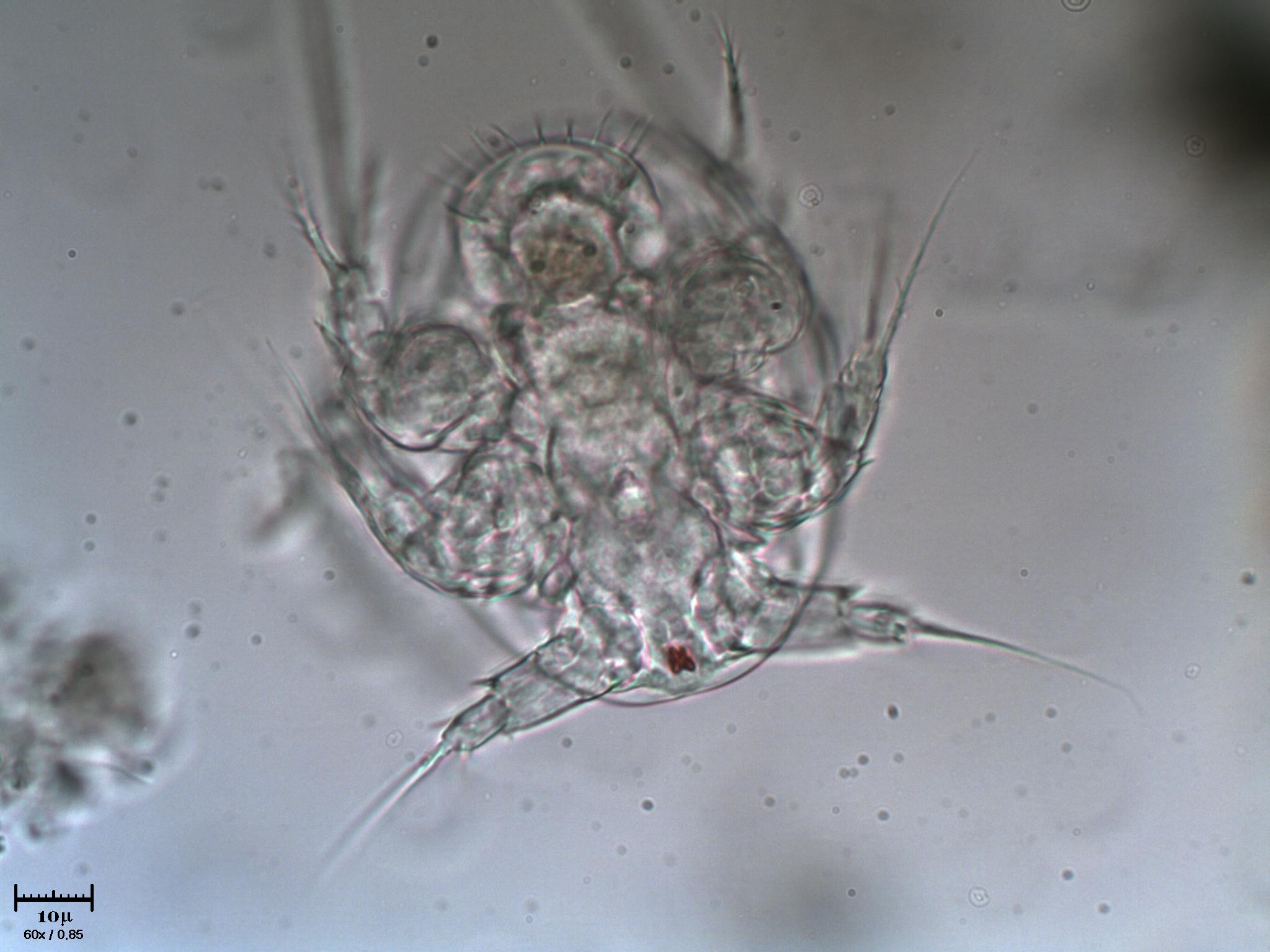 Nauplio di Copepode