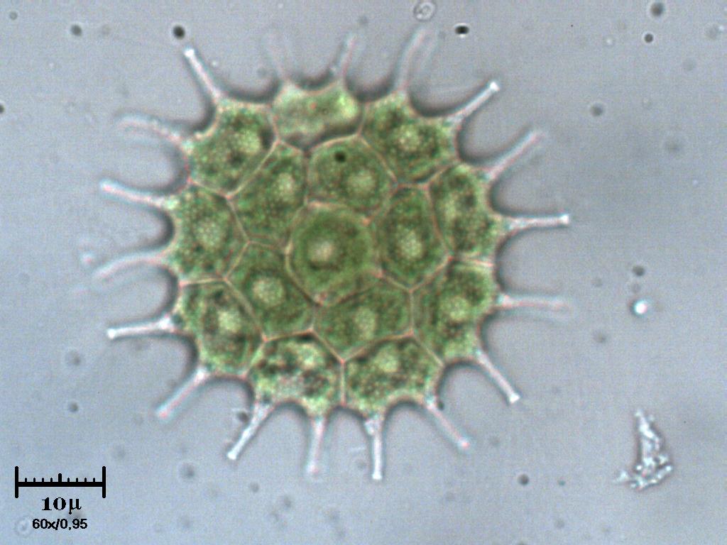 Pediastrum boryanum