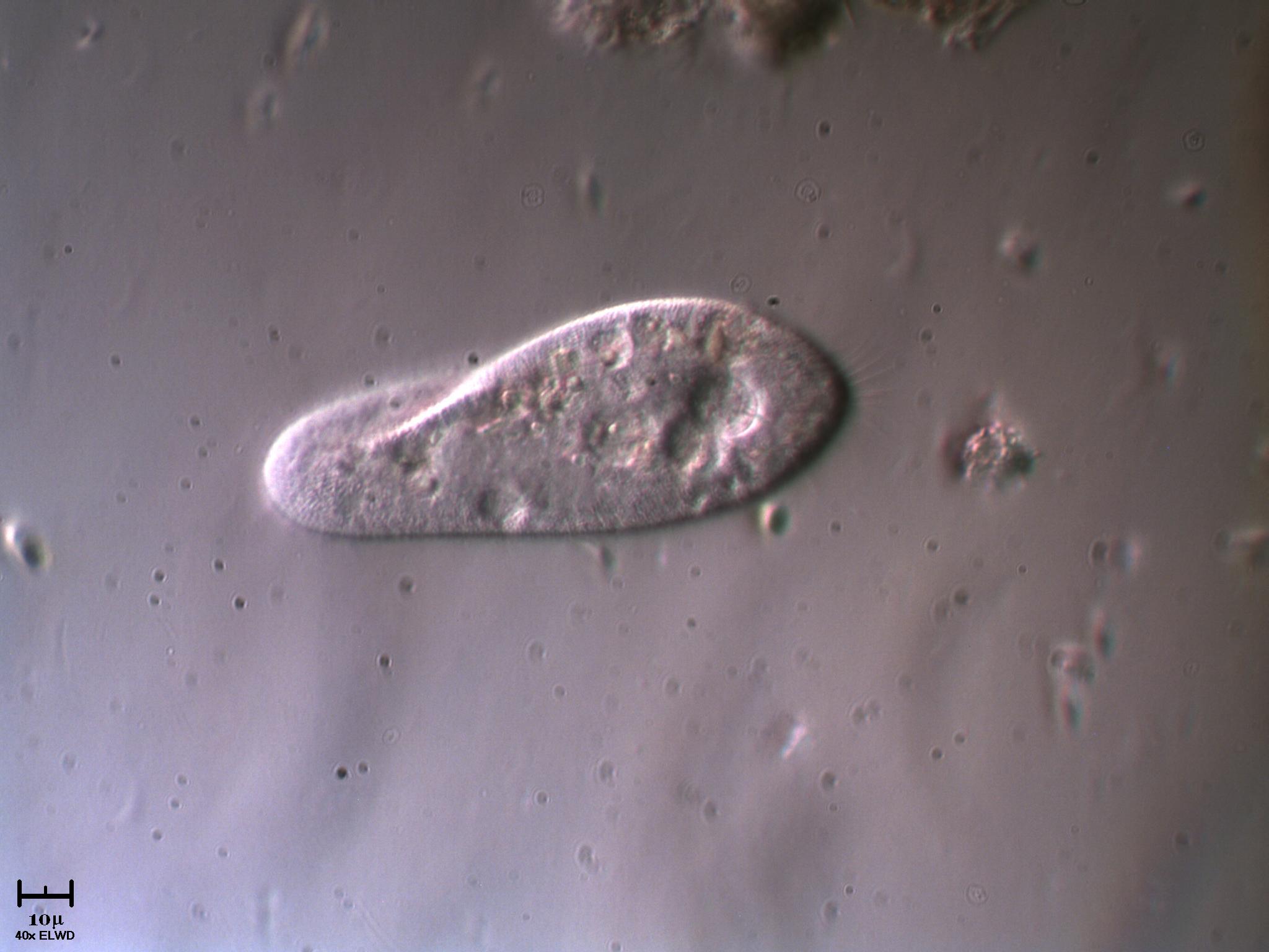 Paramecium